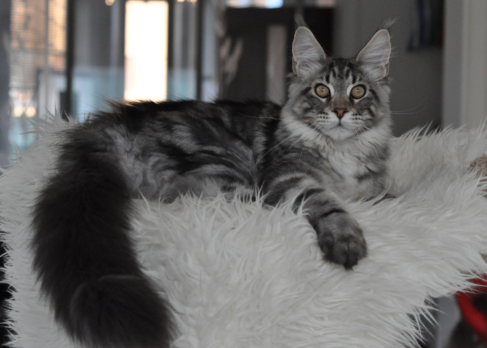 Драйв, черный мраморный на серебре котенок мейн кун, питомник Caramel