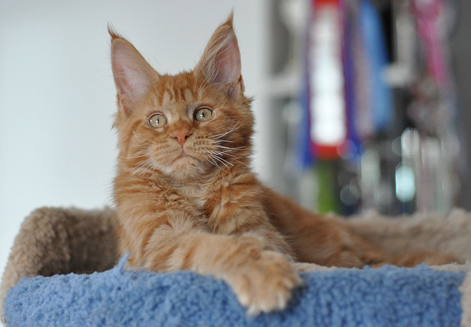 Caramel's Leopold, рыжий котенок мейн кун