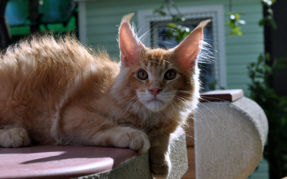 Caramel's Kotofey, рыжий тиккированный котенок мейн кун