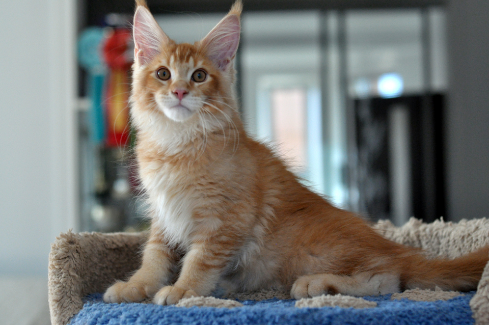 Caramel's Kotofey, рыжий тиккированный котенок мейн кун