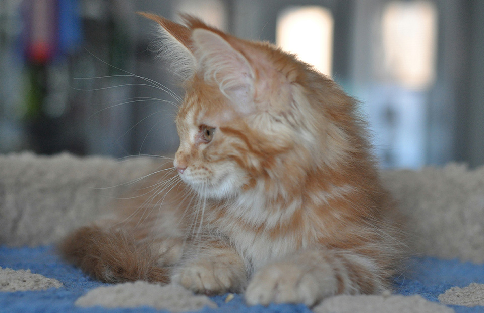red marble girl Maine Coon, buy Maine Coon in the nursery