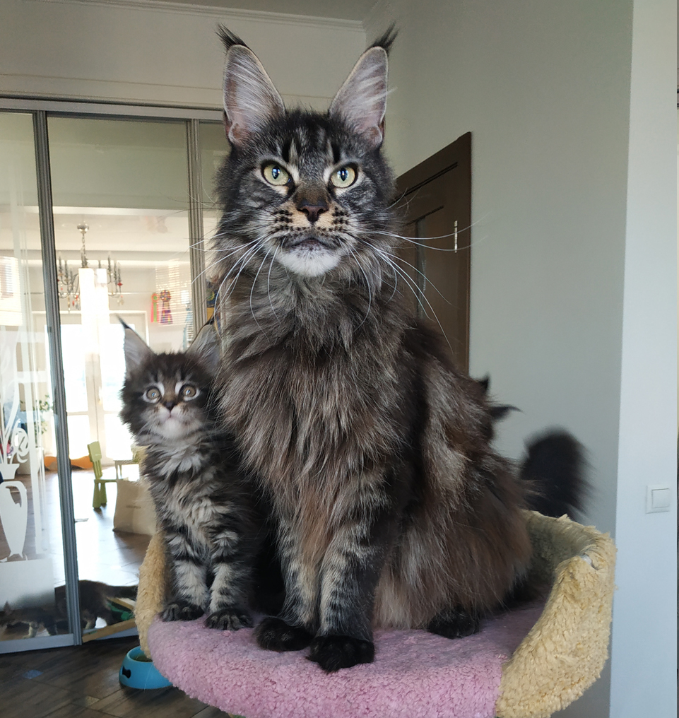 maine coon,color black  cl tabby,