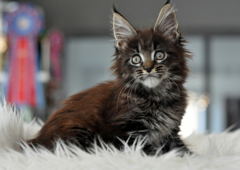 Caramel's Uran, котенок мейн кун, окрас черный мраморный
