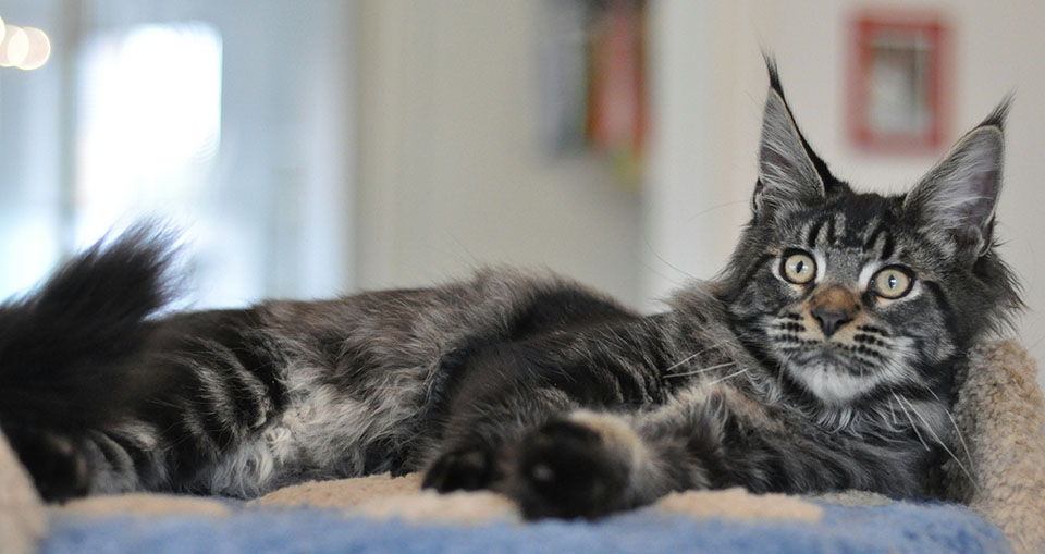 Caramel's Uran, котенок мейн кун, окрас черный мраморный