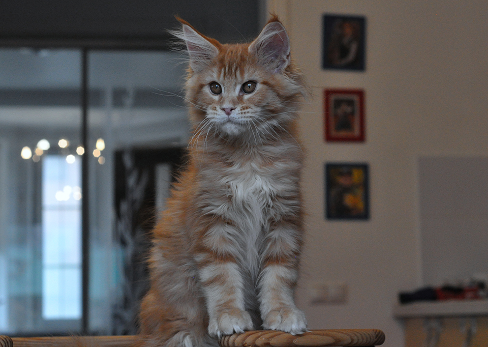 Caramel's Amulet,  рыжий мраморный котенок мейн кун.