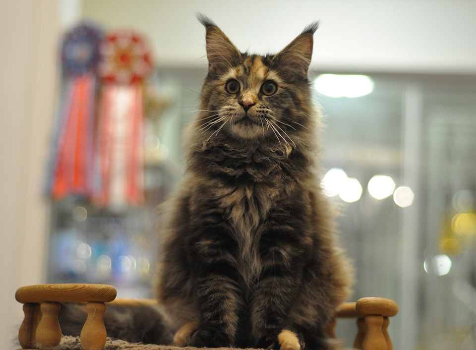 mainecoon kittens