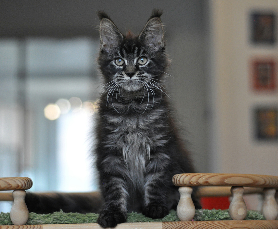 черный мраморный котенок мейн кун из питомника