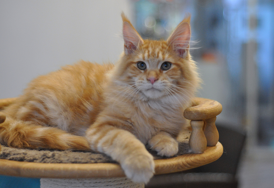 mainecoon kittens 