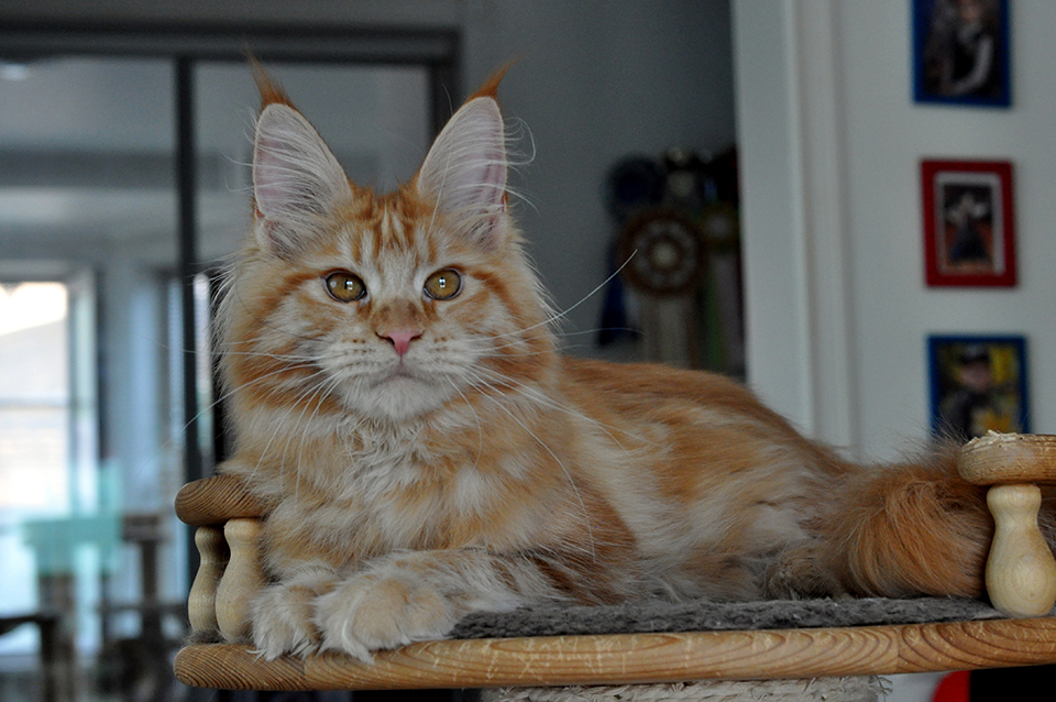 кошка мейн кун красного мраморного окраса фото