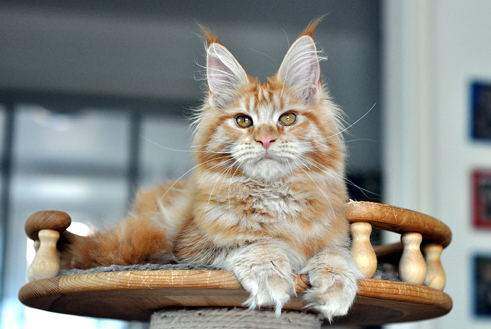 мейн кун котята питомник Caramel Одинцово