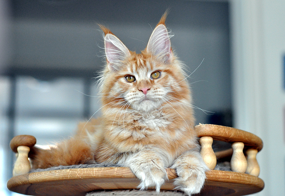 мейн кун, котята породы мейн кун