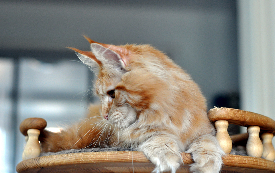 мейн кун рыжий котенок