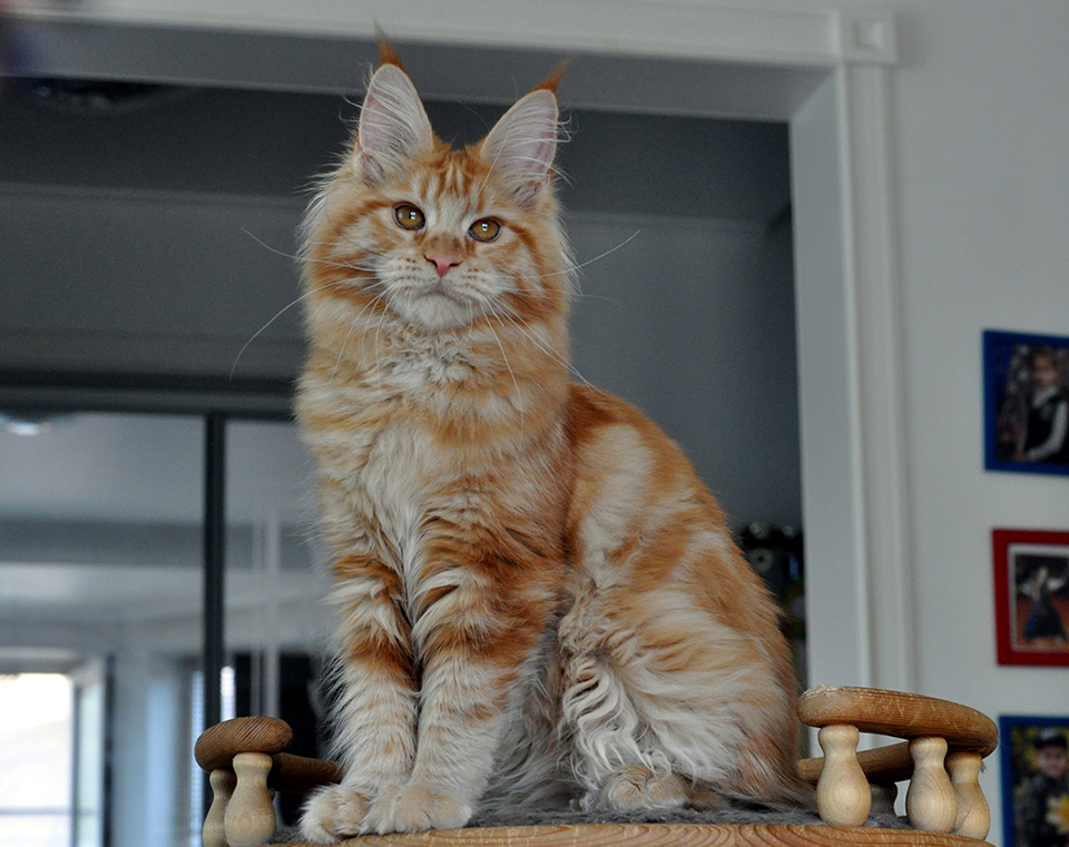 Дюша рыжая кошка мейн кун