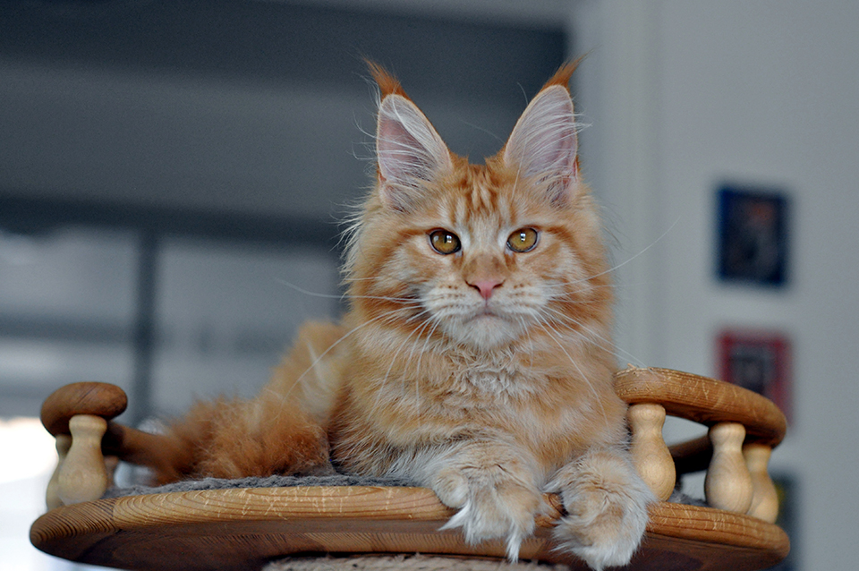 мейн кун рыжего окраса , кошка мейнкун Дюша фото