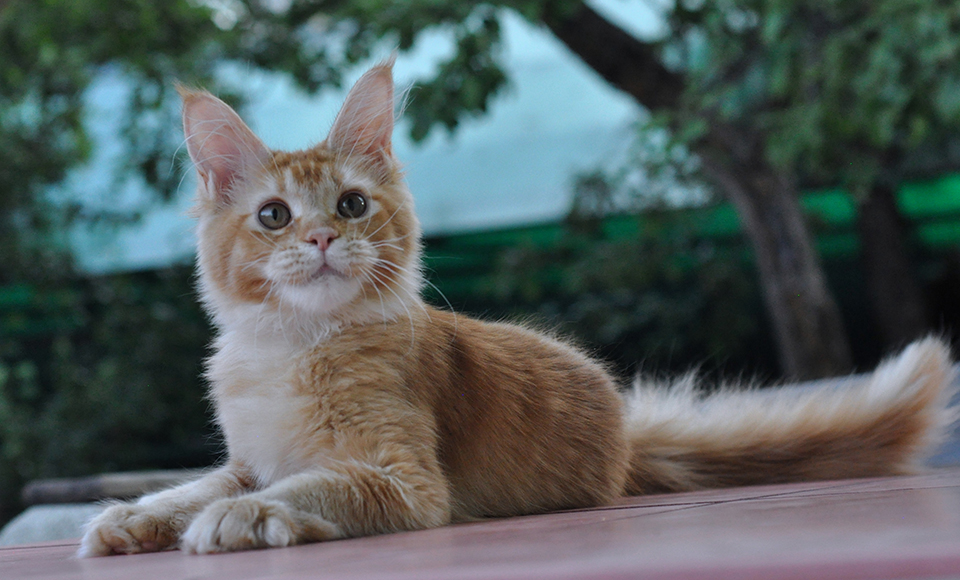 рыжий котенок сейн кун из питоника Карамель
