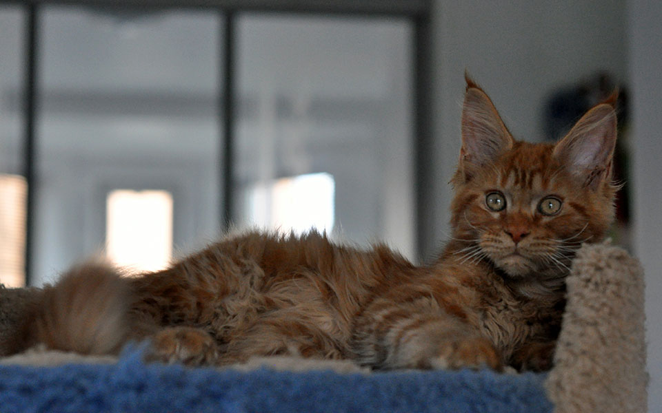 Caramel's Leopold, рыжий котенок мейн кун