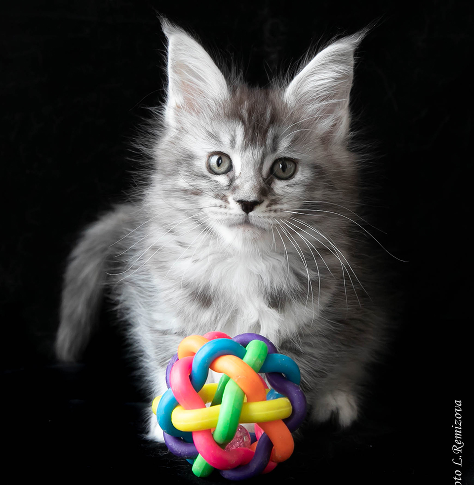 silver Maine Coon kitten buy in Russia