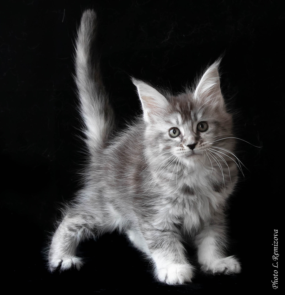 silver Maine Coon kitten buy in Russia