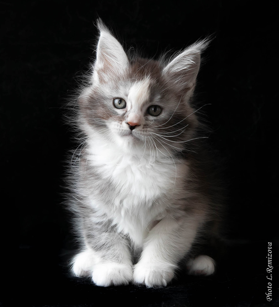 Котенок мейн кун серебряного окраса девочка