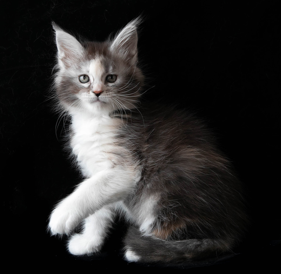 Котенок мейн кун серебряного окраса девочка fs22