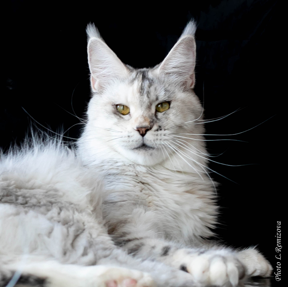 кошка мейн кун серебрянного окраса