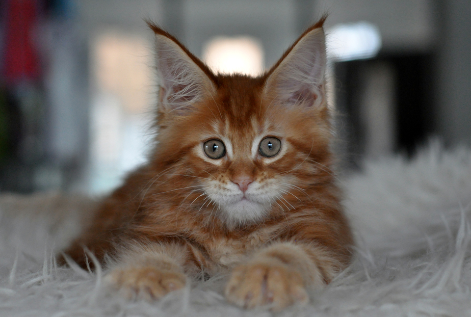 Caramel's Taiji, рыжий котенок мейн кун