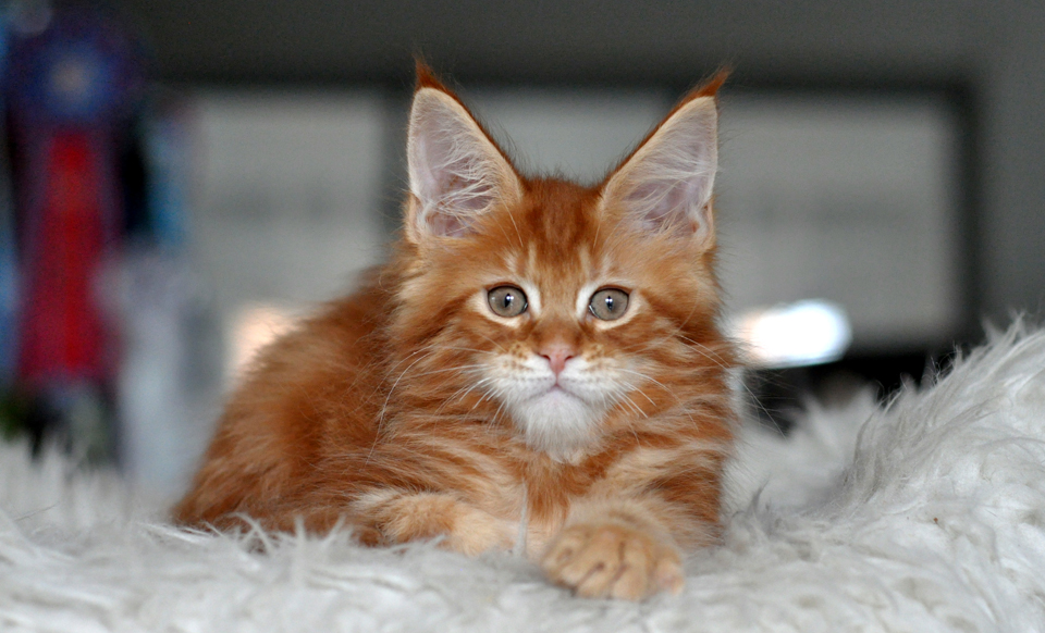 Caramel's Taiji, рыжий котенок мейн кун