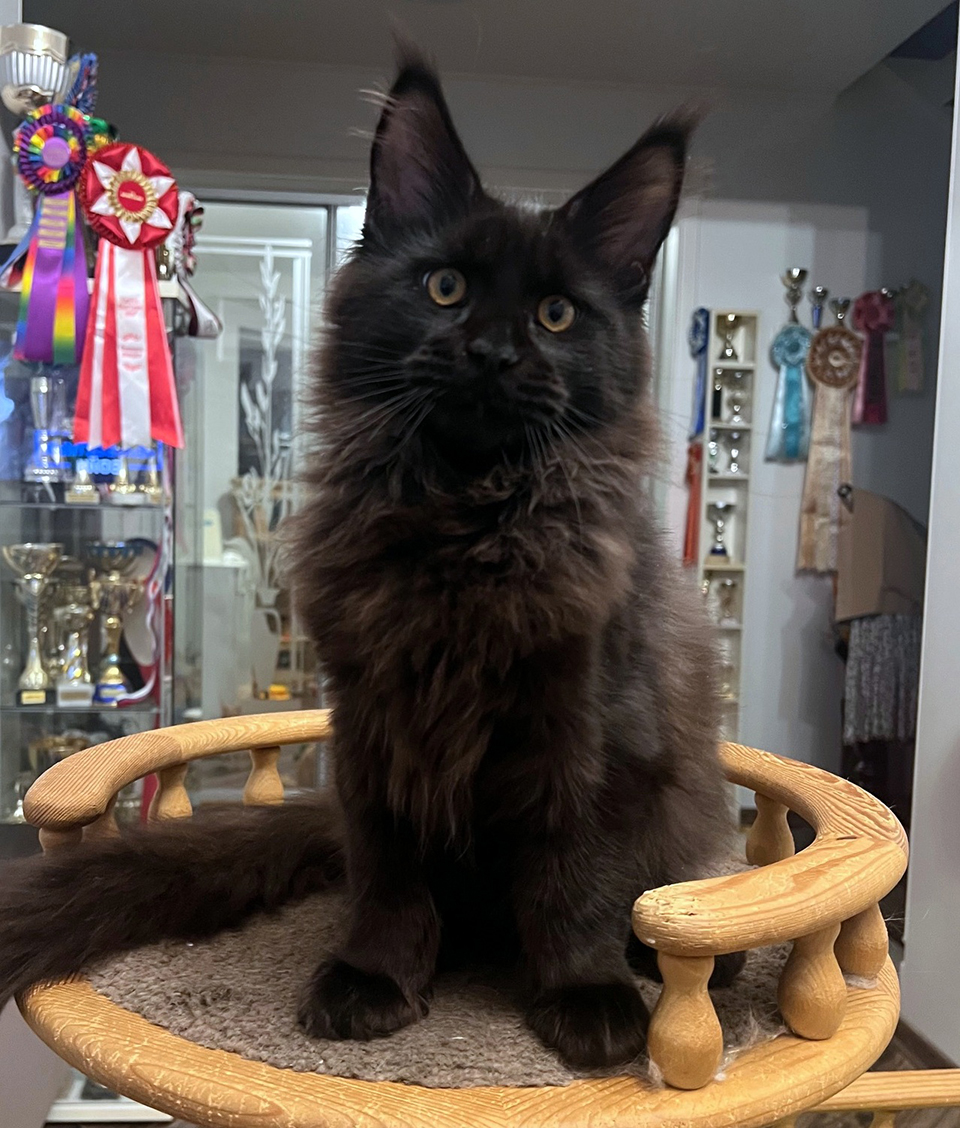 черный мейн кун фото