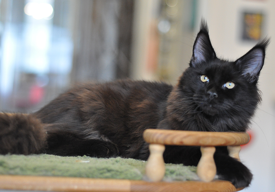 мейн кун фото питомник Caramel