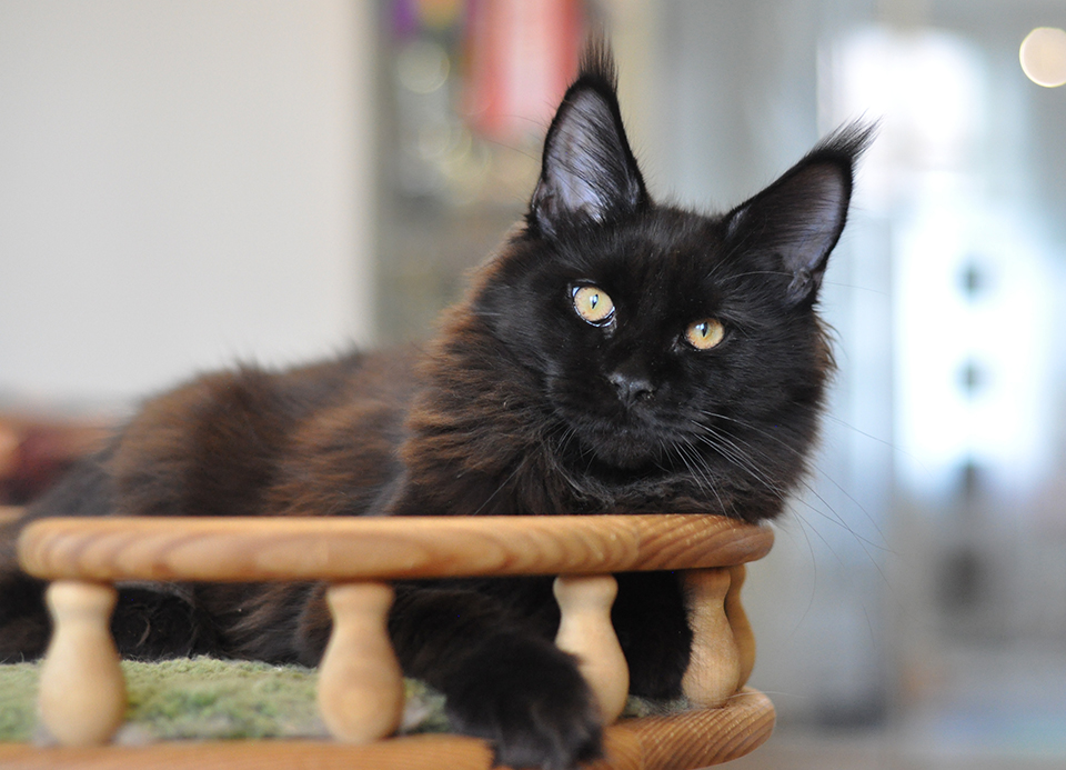 Наира черная кошка мейн кун фото