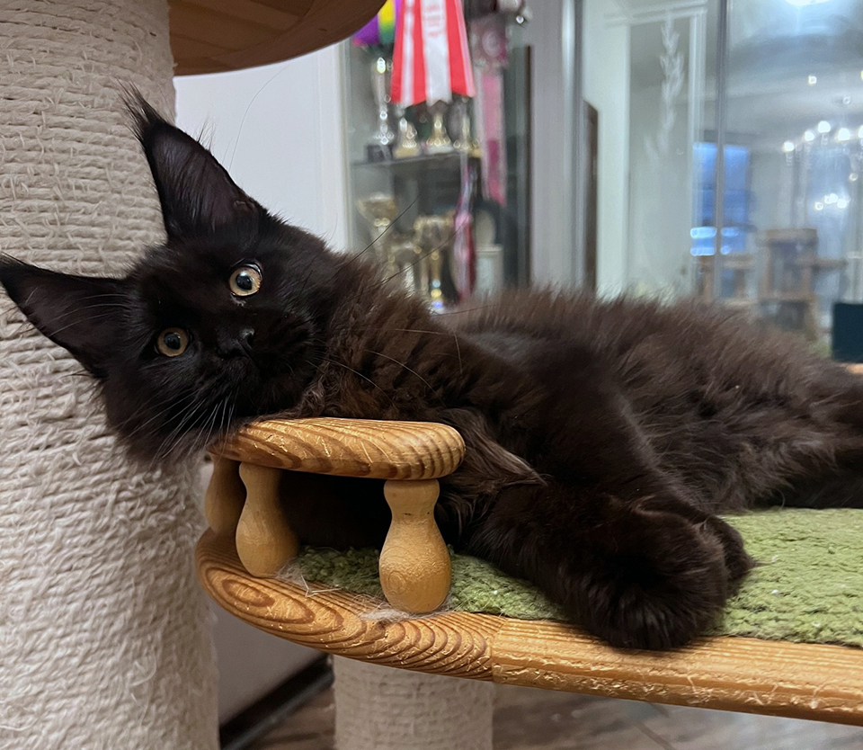 черный мейн кун фото