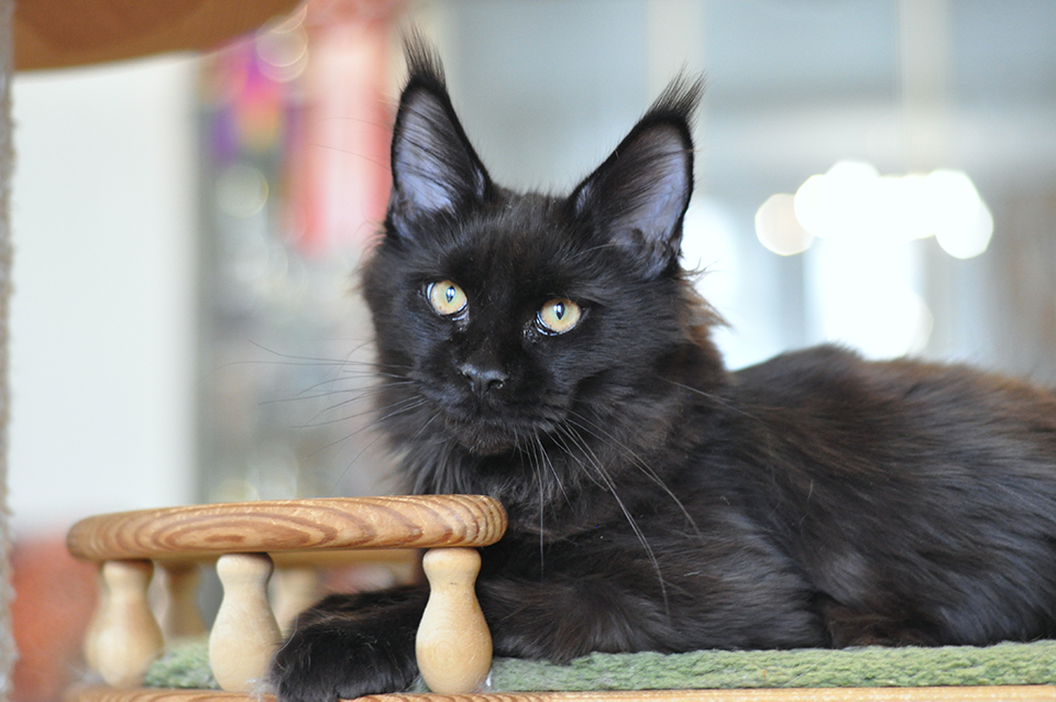 черная девочка мейн кун Наира