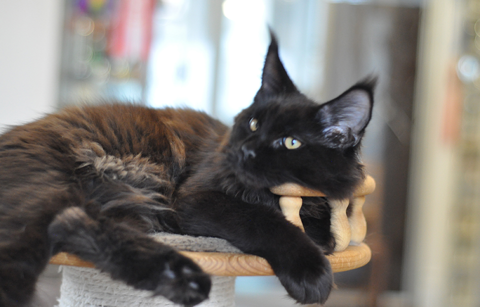 черный солидный мейн кун