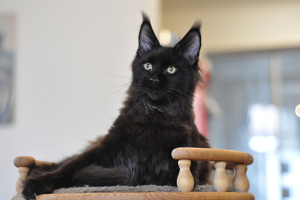 черная девочка мейн кун Наира