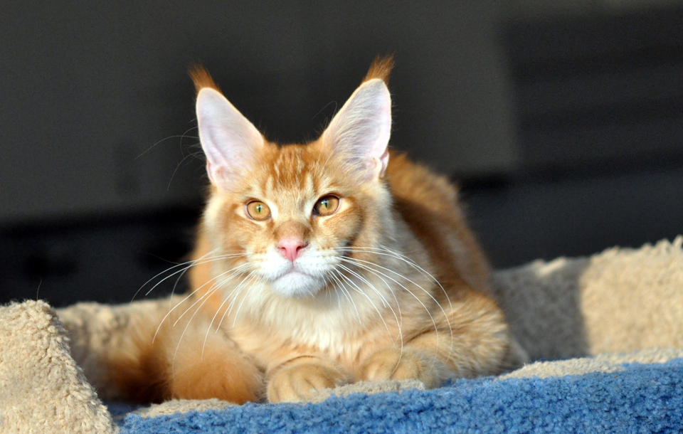 Caramel's Kotofey, рыжий тикированный котенок мейн кун