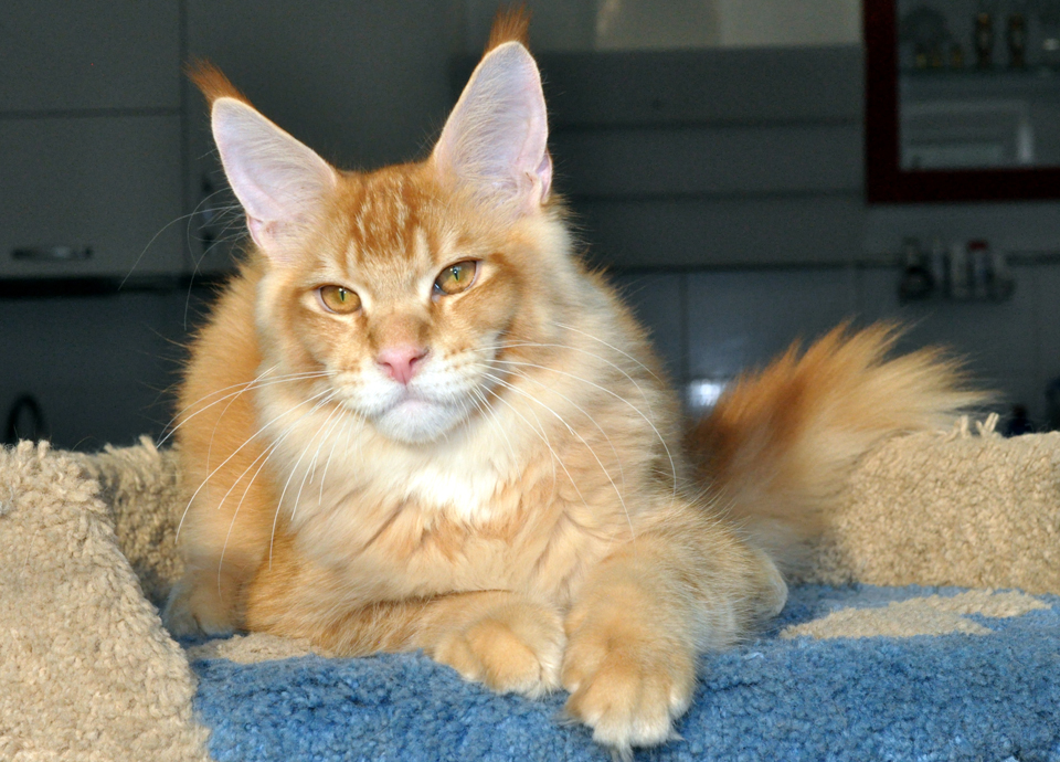 Caramel's Kotofey, рыжий тикированный котенок мейн кун