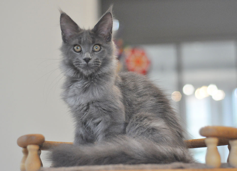 голубой мейн кун Нола