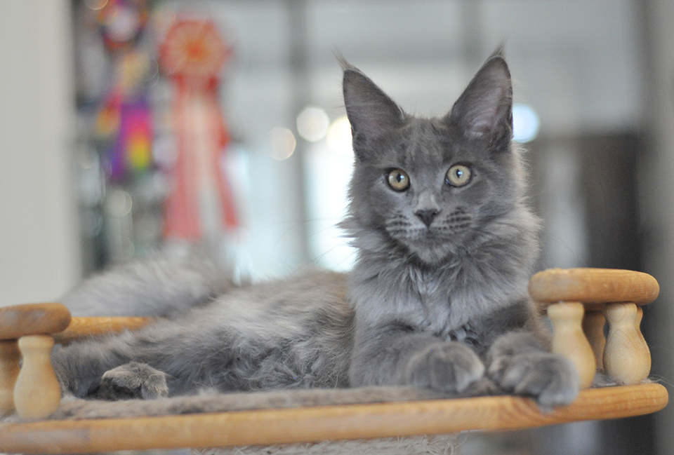 голубой мейн кун питомник Caramel