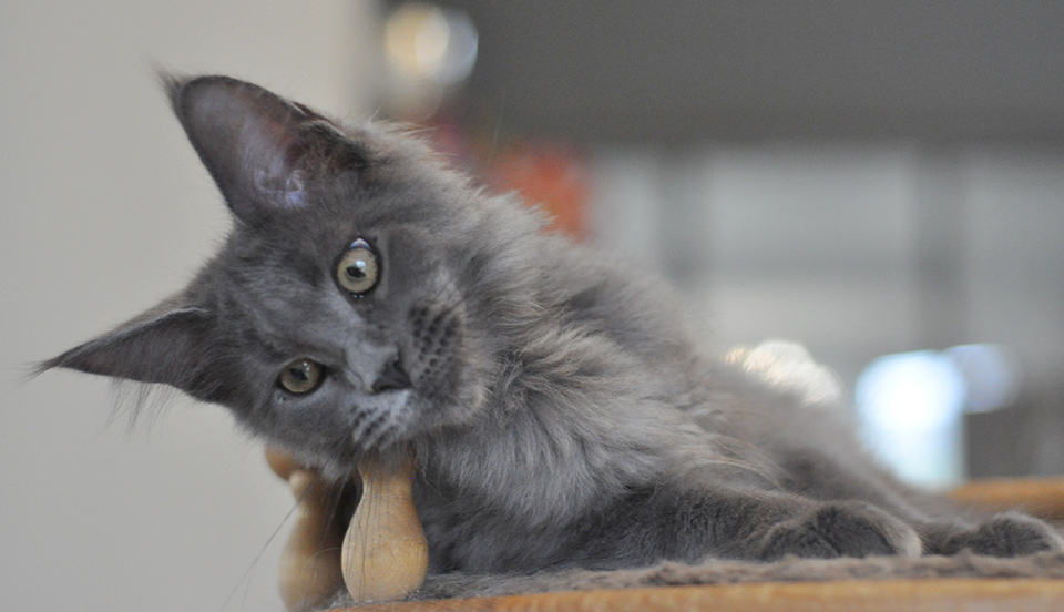 Нола, мейн кун голубого солидного окраса