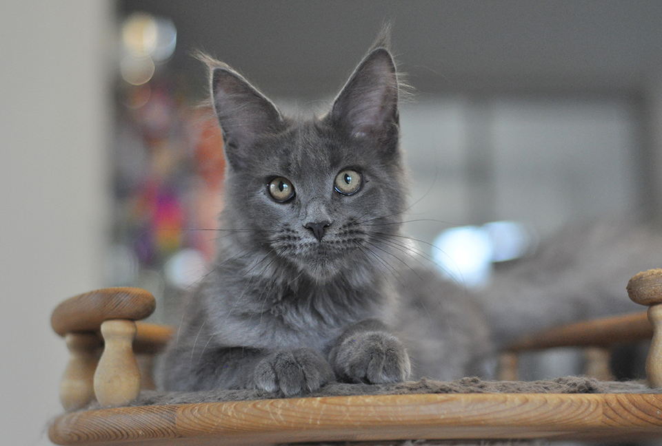 Нола, мейн кун голубого солидного окраса