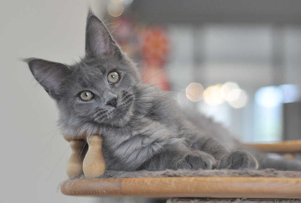 голубой мейн кун питомник Caramel