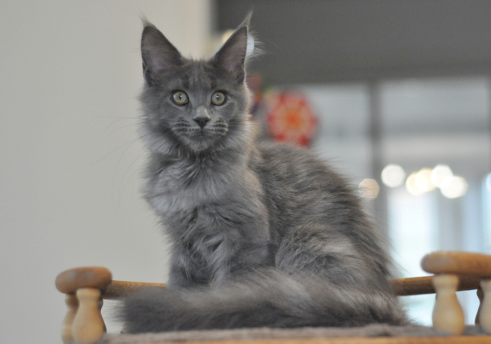 голубой мейн кун питомник Caramel