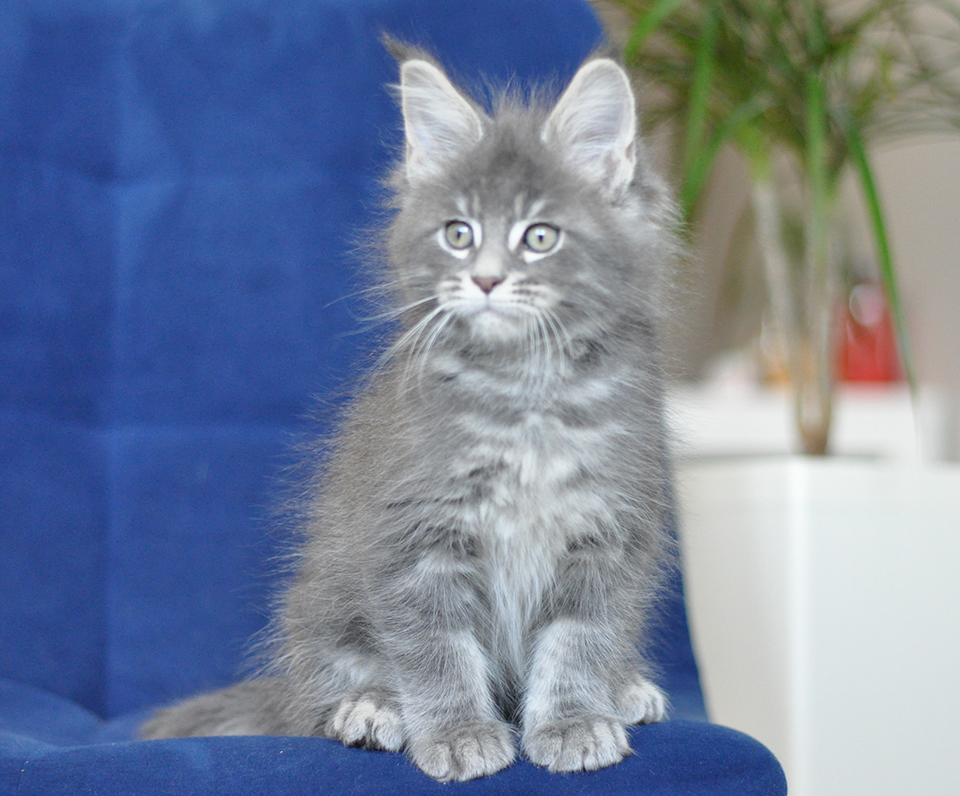котик мейн кун голубого мраморного окраса
