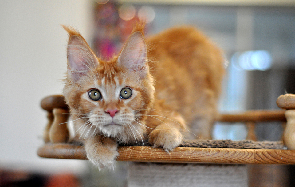 Патти, красная солидная кошка мейн кун