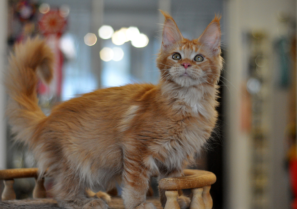 Патти, красная солидная кошка мейн кун фото