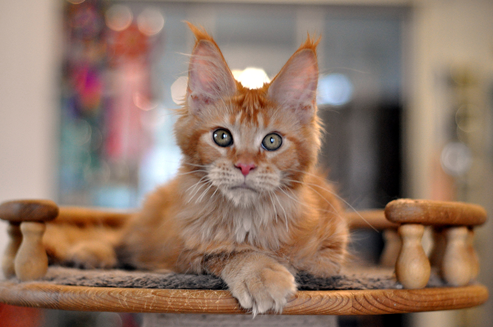 мейн кун фото питомник Caramel