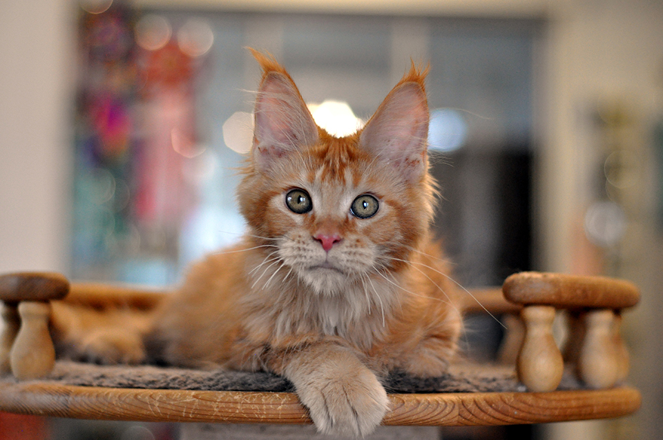 мейн кун котят питомник Caramel