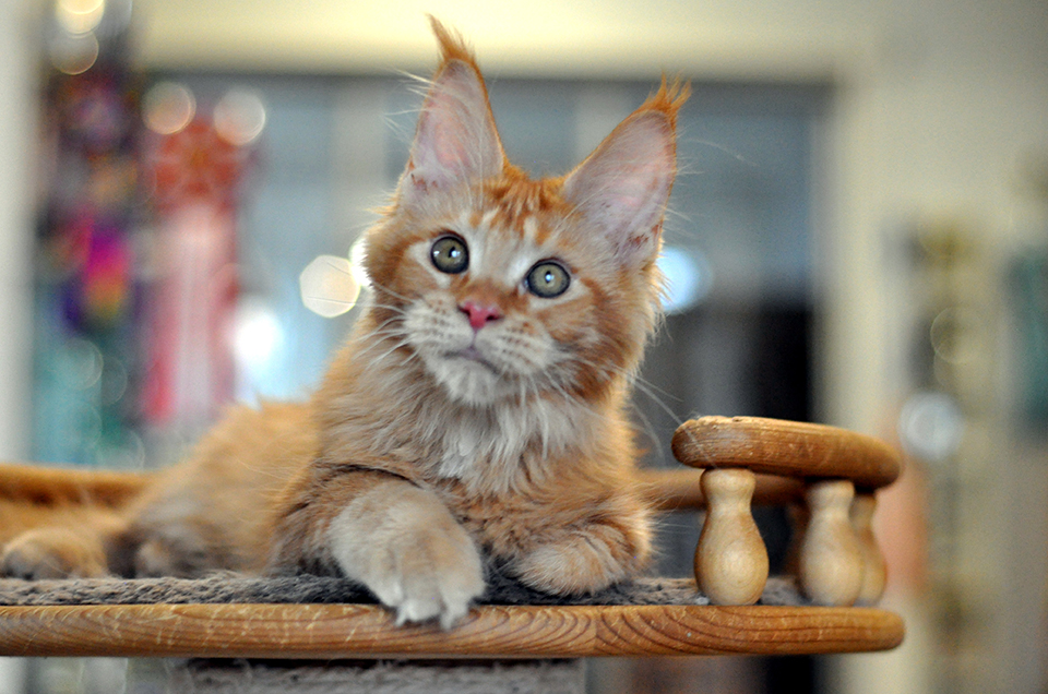 Патти рыжая кошечка мейн кун