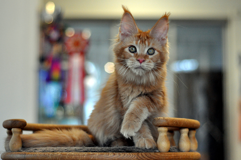 mainecoon kittens