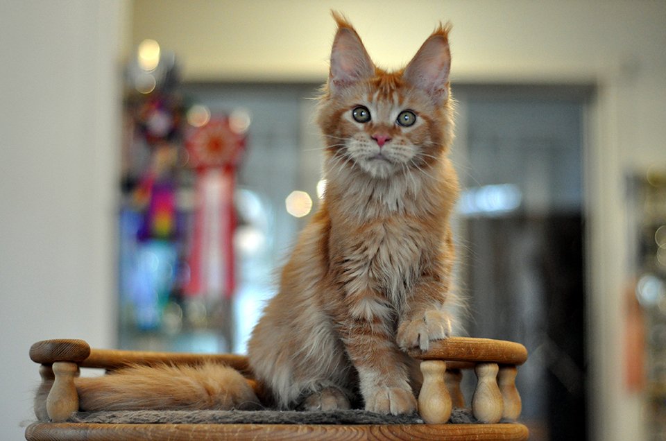 мейн кун фото питомник Caramel